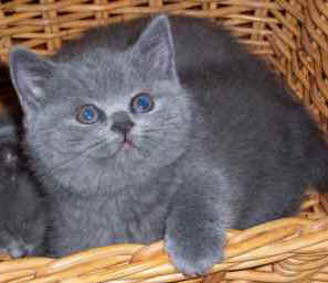 mistys kittens 14 08 05 007.jpg (10787 bytes)