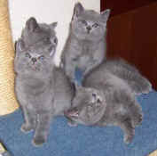 mistys kittens 14 08 05 013.jpg (10471 bytes)