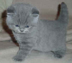 mollys babies 05 005.jpg (10783 bytes)