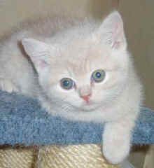 new cat pics 022.jpg (11142 bytes)