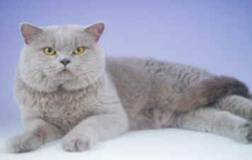 new cat pics 048.jpg (10771 bytes)