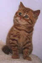 newburyermaranda.jpg (4379 bytes)