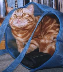 newburyleporello.jpg (9616 bytes)