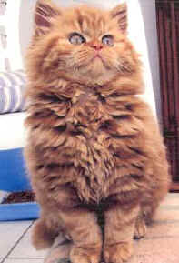 newburypersephone.jpg (15977 bytes)