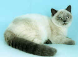 ward003.jpg (13727 bytes)