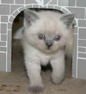 ward004.jpg (12379 bytes)