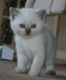 ward007.jpg (8717 bytes)