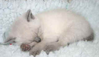 wardcharlie.jpg (7216 bytes)