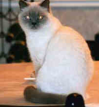 wardsaf.jpg (4386 bytes)