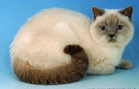 wardscrappy.jpg (6778 bytes)