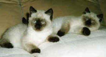 wardtwins.jpg (6686 bytes)