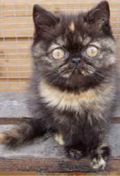 013phillips.jpg (16273 bytes)