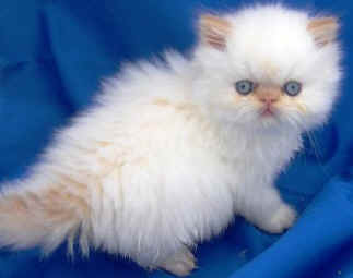 02-05 130.jpg (16735 bytes)