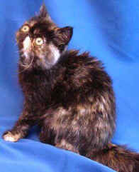 06-05 059.jpg (16266 bytes)