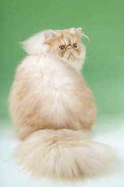 UK GC/IMPERIAL GC/WACC CH Silverdance Amadeus 1 year 8 months old