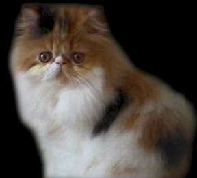 And_Then_Some_Web_2.jpg (5667 bytes)