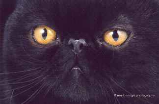 Brillo2aphillips.jpg (5945 bytes)