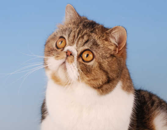 Jane Allen Cats 18.04.2008 051.jpg (19599 bytes)