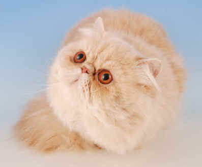 Jane Allen Cats 18.04.2008 089.jpg (10430 bytes)