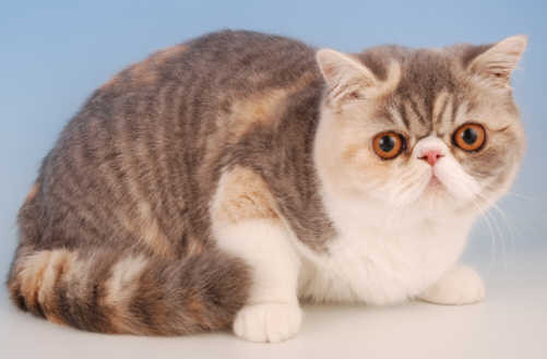 Jane Allen Cats 18.04.2008 094.jpg (15993 bytes)