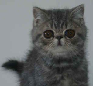 P6220018_edited.jpg (11037 bytes)