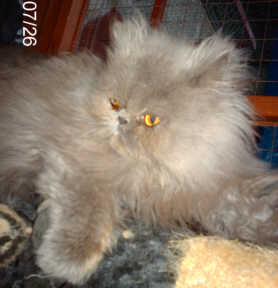 PICT0057.jpg (10334 bytes)