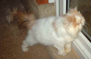 PICT0064.jpg (11906 bytes)