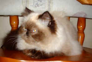 PICT0068.jpg (13147 bytes)