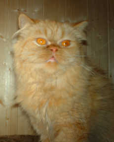 PICT0077.jpg (6861 bytes)