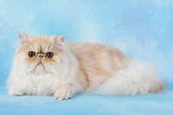 GCCF Imperial GrandChampion Danmoso Love Atfirstsight - 11 months old