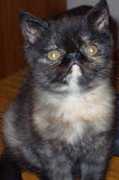 Roxiephillips.jpg (11046 bytes)