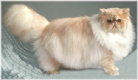 Silverdance Amadeus ... 8 months old