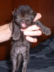 janemarie with kitten 11 days old.jpg (35413 bytes)