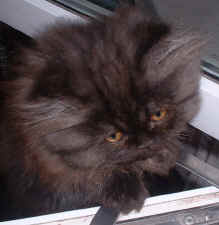 KITTEN COMING IN THE WINDOW.jpg (46187 bytes)