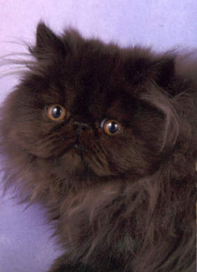 angusblackkitten.jpg (13784 bytes)