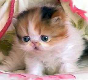 bptw1.jpg (8646 bytes)