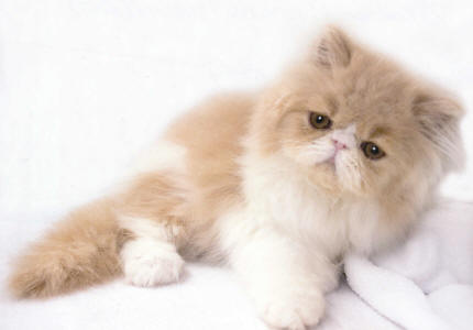 bronaba.jpg (126345 bytes)