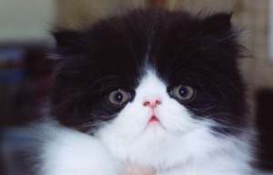 bwkit.jpg (4879 bytes)