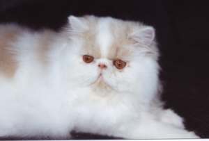 cwkit.jpg (4930 bytes)