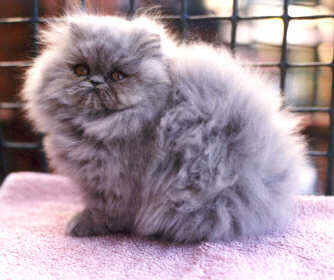 davey03.jpg (14235 bytes)