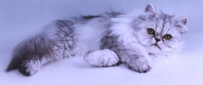 fondantfancy.jpg (6375 bytes)