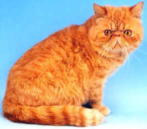 goliath.jpg (25060 bytes)