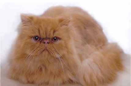 wpe4FD1.jpg (14965 bytes)