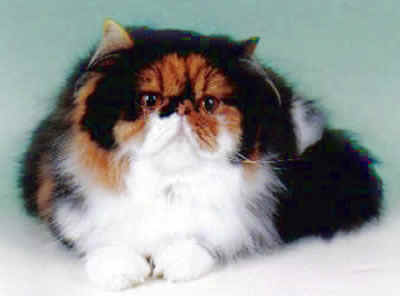 Grand Champion Palchinno Janeene Katala