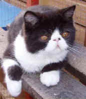 jeeves5phillips.jpg (10579 bytes)