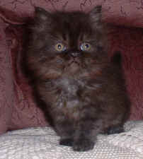 kitten 2.jpg (33156 bytes)