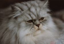 moonlite.jpg (5267 bytes)