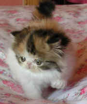 nat045.jpg (12985 bytes)