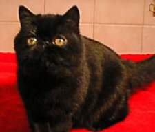 oilkatznighrider.jpg (5331 bytes)