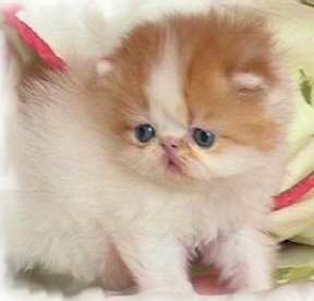 rtw1.jpg (7575 bytes)